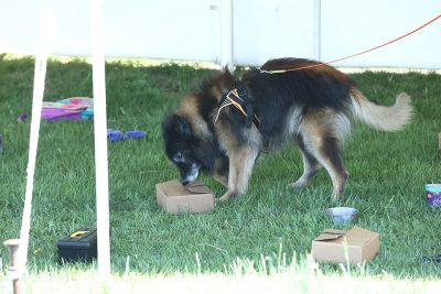 Dog Working Containers